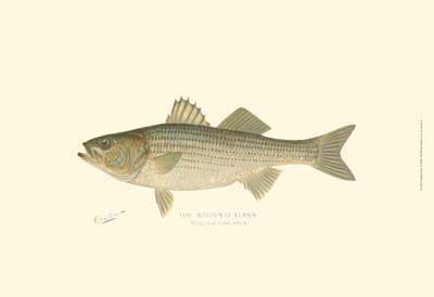 Striped Bass