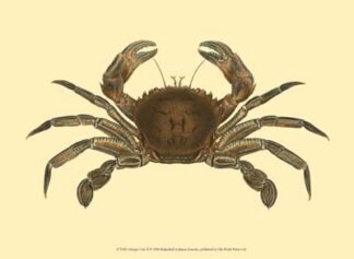 Antique Crab II