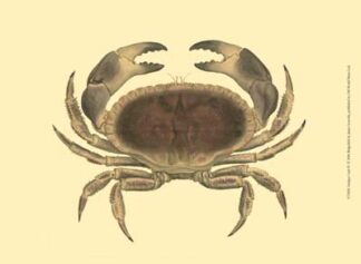 Antique Crab IV