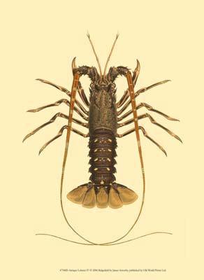 Antique Lobster IV