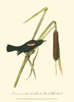 Audubon's Blackbird