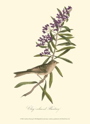 Audubon's Bunting