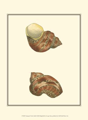 Variegated Turbo Shells