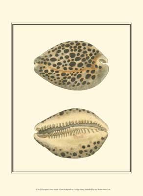 Leopard Cowry Shells