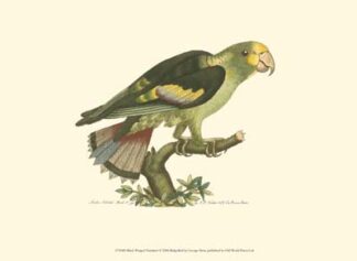 Black-winged Parrakeet