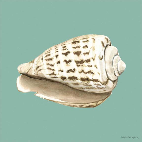 Shell on Aqua II