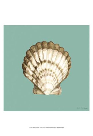 Shell on Aqua III