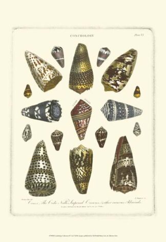 Conchology Collection IV