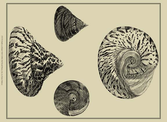 Shells on Khaki VIII