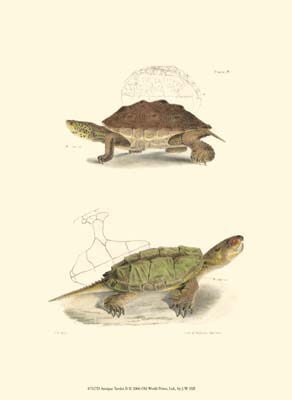Antique Turtles II