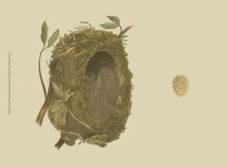 Antique Nest & Egg I