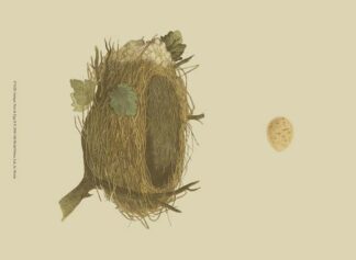 Antique Nest & Egg II