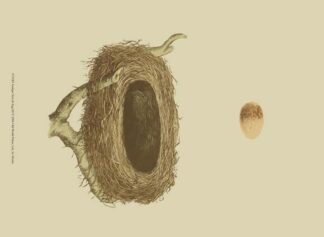 Antique Nest & Egg III