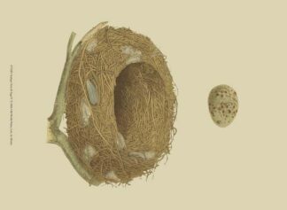 Antique Nest & Egg IV