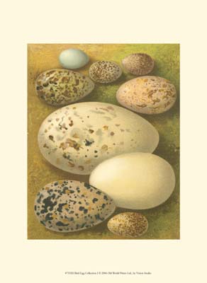 Bird Egg Collection I