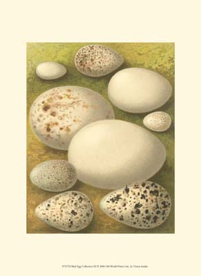 Bird Egg Collection III