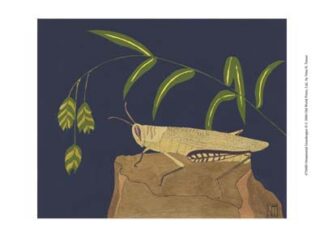 Ornamental Grasshopper II