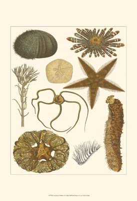 Underwater Oddities I