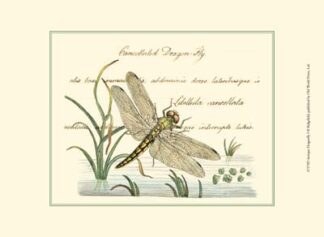 Antique Dragonfly I