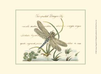 Antique Dragonfly II