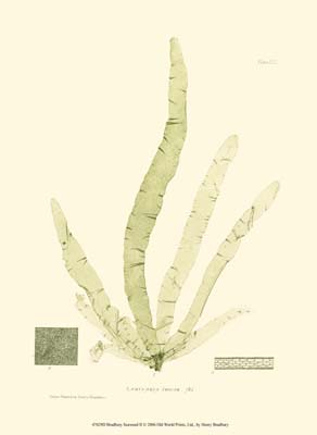 Bradbury Seaweed II