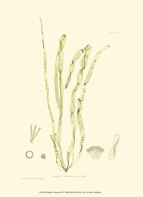 Bradbury Seaweed III