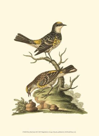 Petite Bird Study III