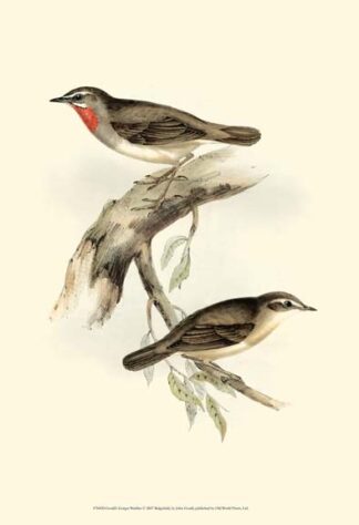 Gould's Gorget Warbler