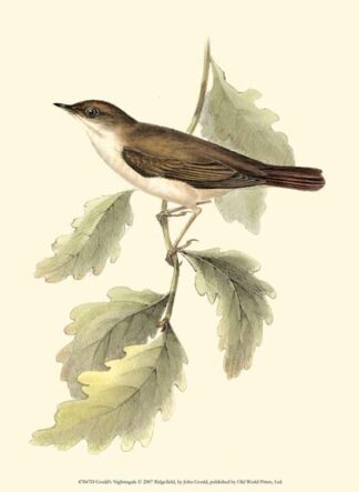 Gould's Nightingale