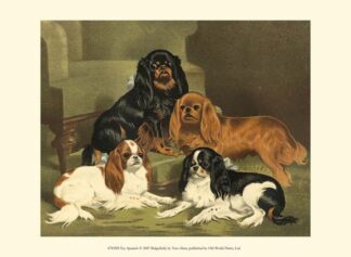 Toy Spaniels