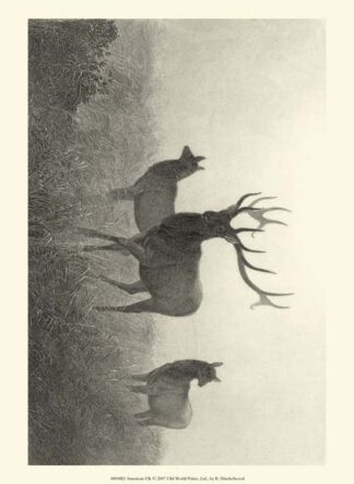 American Elk