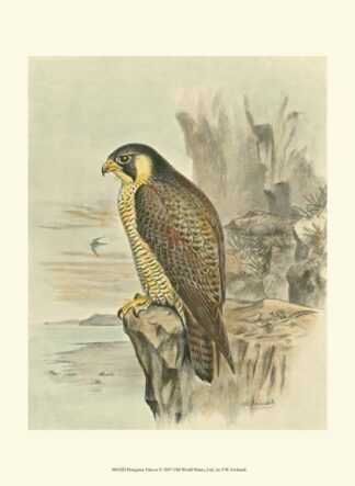 Peregrine Falcon