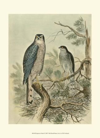 Sparrow Hawk