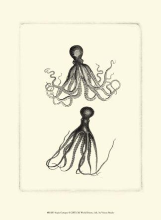Sepia Octopus