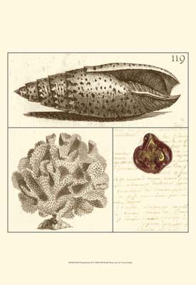 Shell Classification II