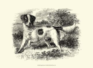 English Setter