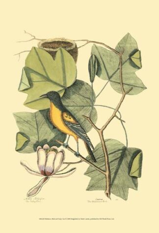 Baltimore Bird and Tulip Tree