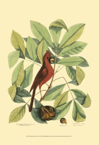 Red Bird and Hickory Tree