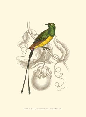 Jardine Hummingbird I