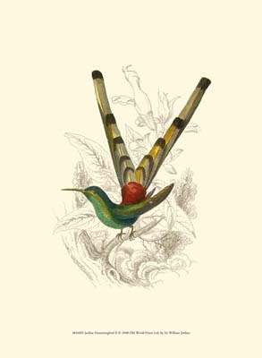 Jardine Hummingbird II