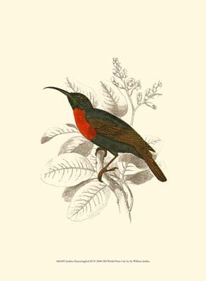 Jardine Hummingbird III