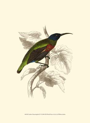 Jardine Hummingbird IV