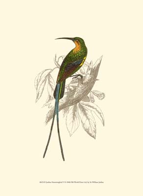 Jardine Hummingbird V