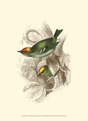 Fire-Crowned and Common Goldcrest