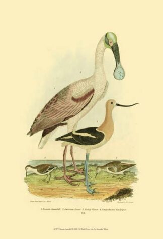 Roseate Spoonbill