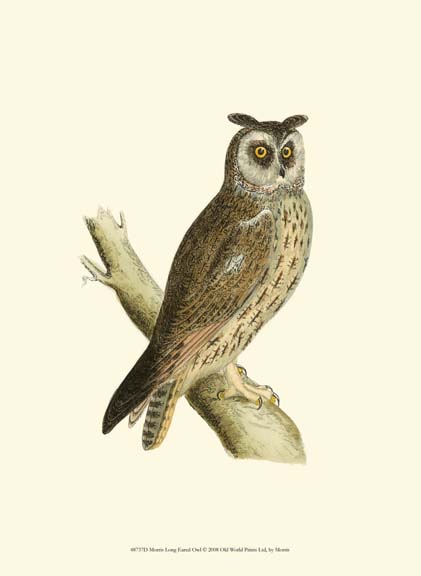 Morris Long Eared Owl