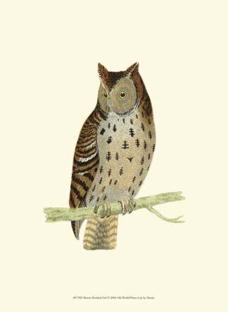 Morris Mottled Owl