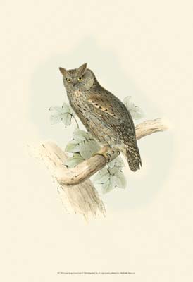 Gould Scops-Eared Owl