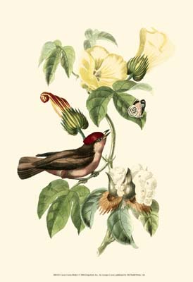 Cuvier Exotic Birds I