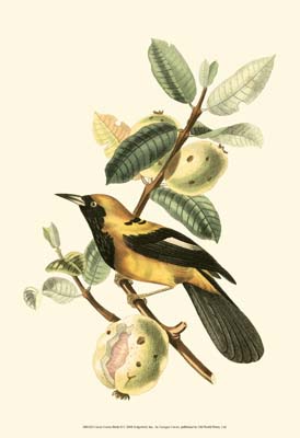 Cuvier Exotic Birds II